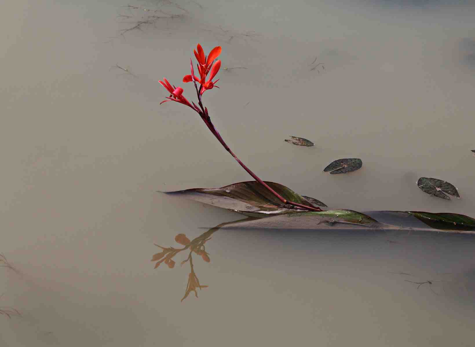 Why Mother's Day Makes Me Sad featured image of flower floating in water